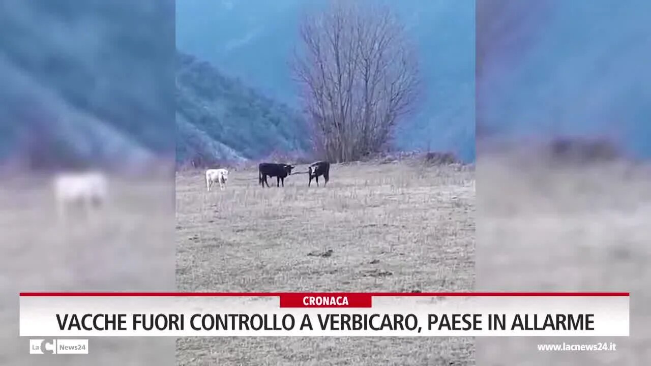 Vacche fuori controllo a Verbicaro, paese in allarme