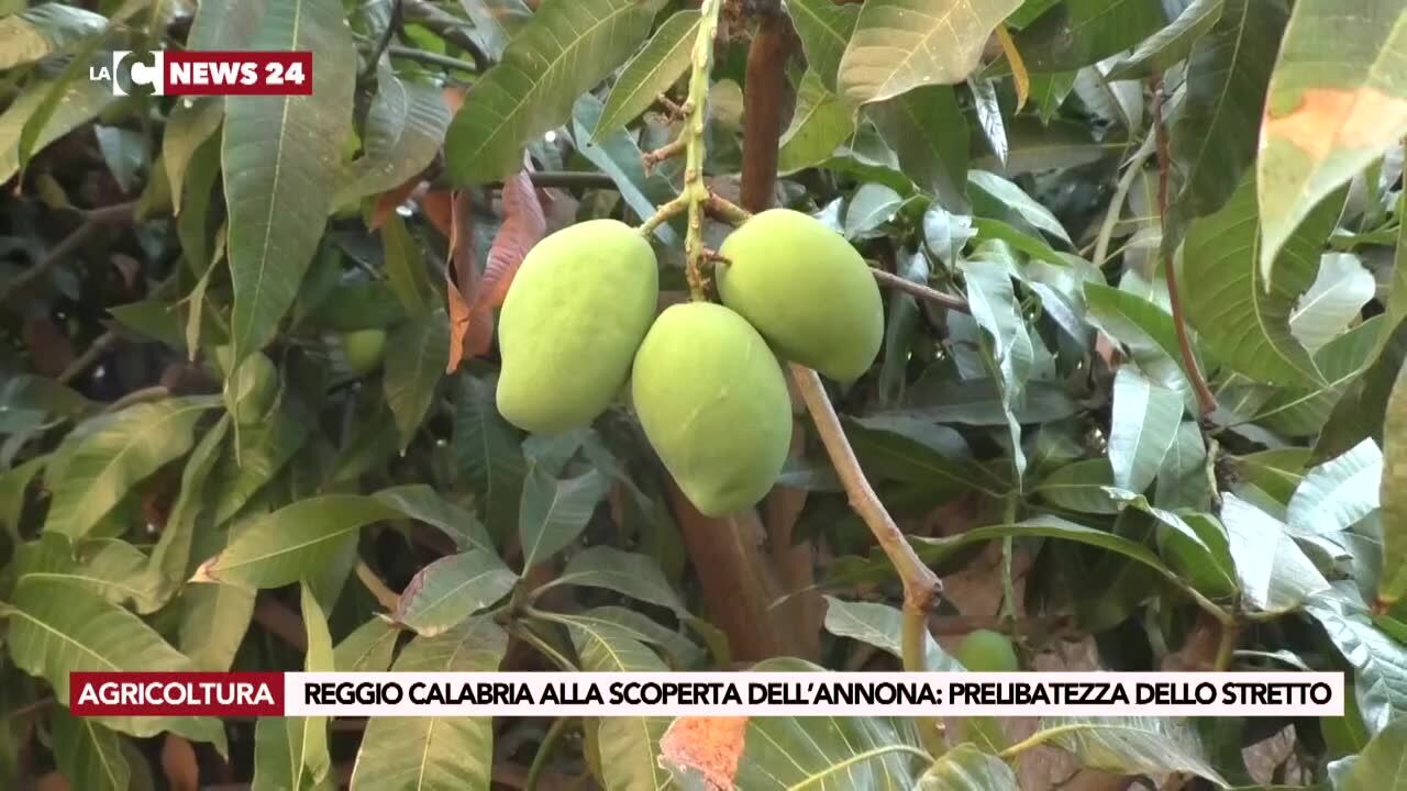 Reggio Calabria alla scoperta dell’annona: prelibatezza dello Stretto