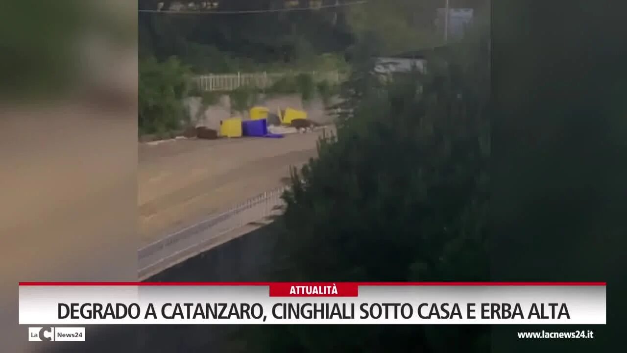 Degrado a Catanzaro, cinghiali sotto casa e erba alta