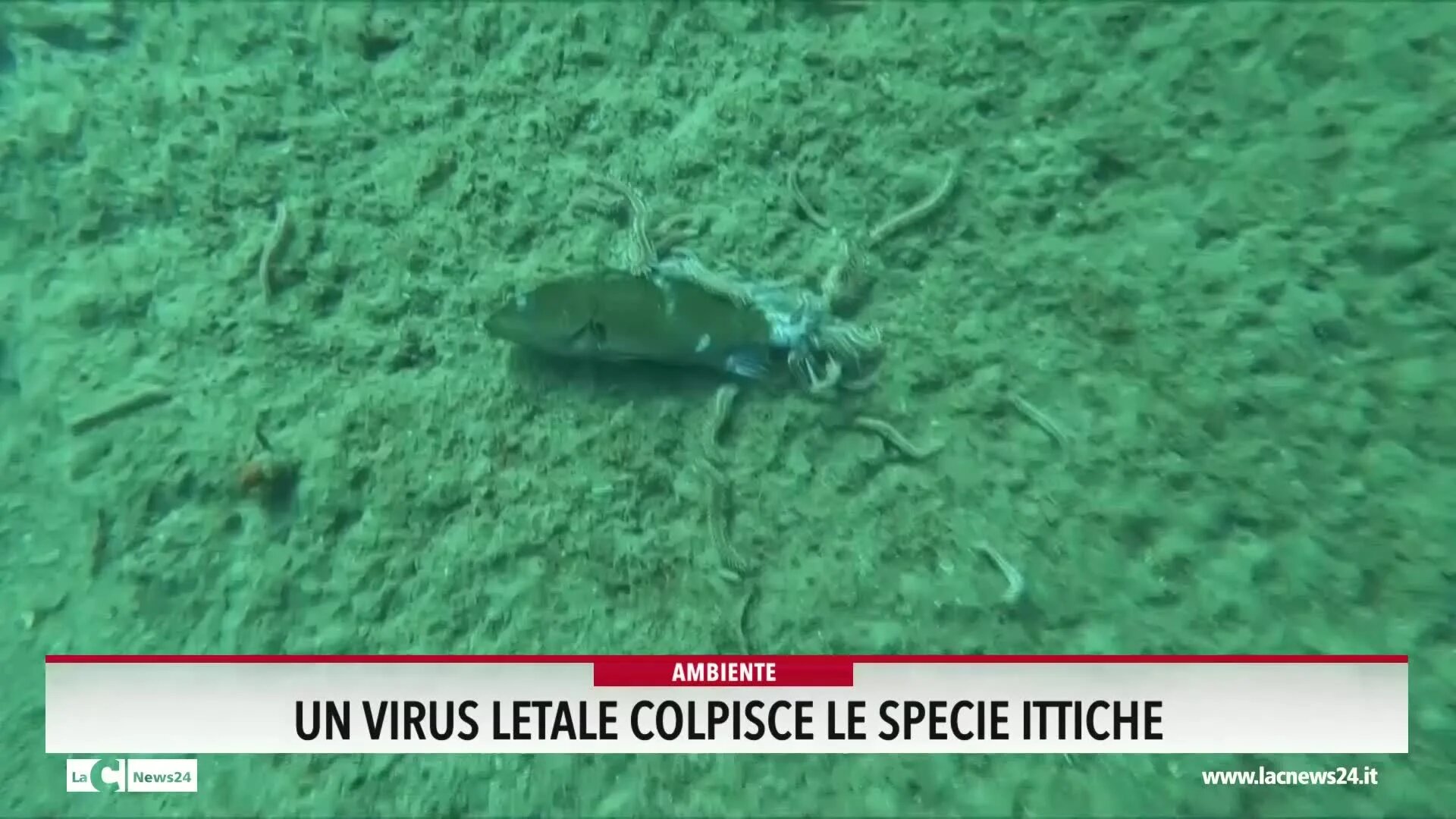 Virus letale colpisce le specie ittiche nel mar ionio