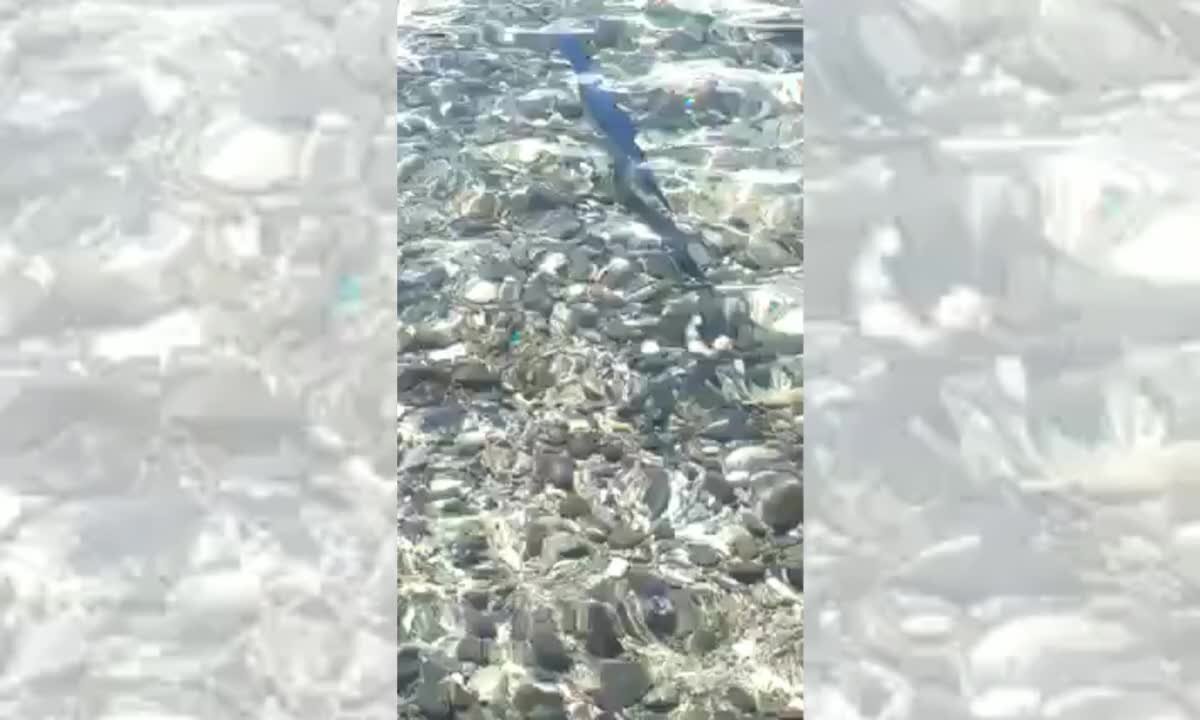 Piccolo di pescespada tra i bagnanti: stupore nelle acque di Pizzo -Video