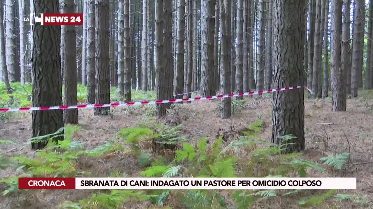 Sbranata di cani: indagato un pastore per omicidio colposo