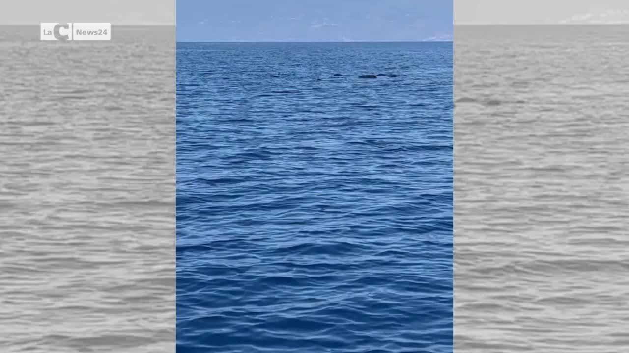 Balene al largo di Amantea