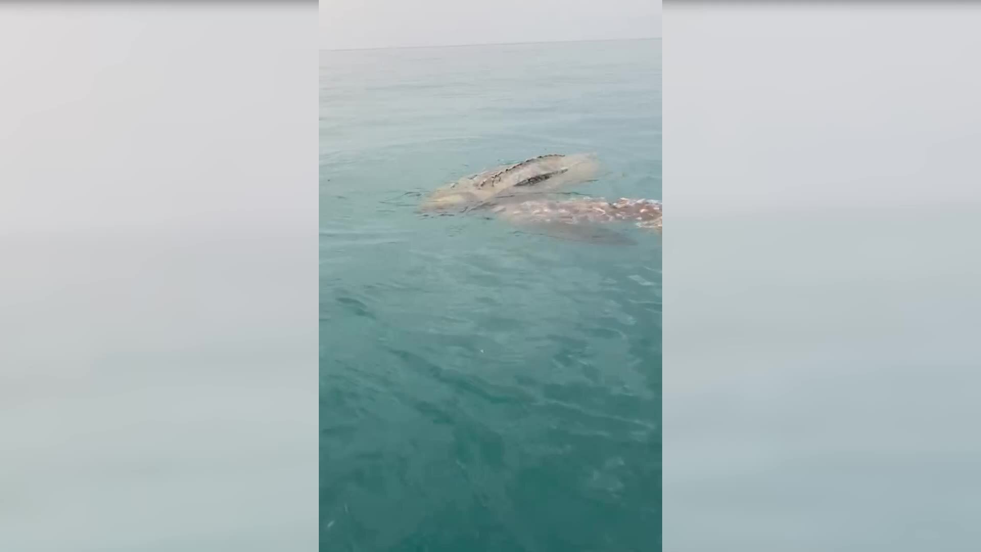 Praia, raro esemplare di tartaruga incastrata in una rete: operatori balneari la salvano