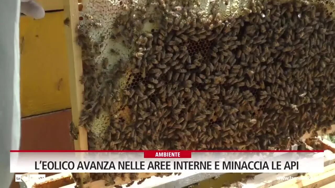 L’eolico avanza nelle aree interne e minaccia le api