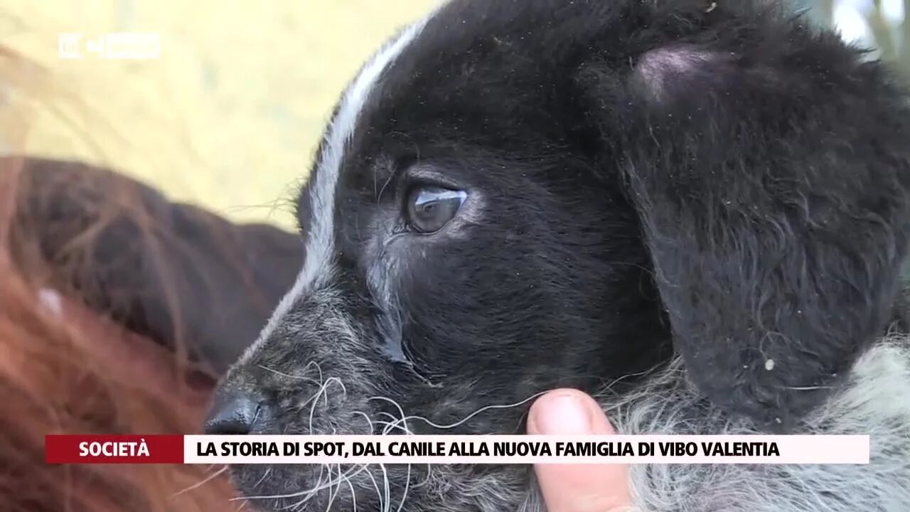 La storia di Spot, dal canile alla nuova famiglia di Vibo Valentia