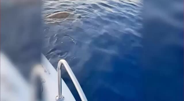 Una splendida tartaruga gigante nuota nelle acque di Corigliano-Rossano - VIDEO