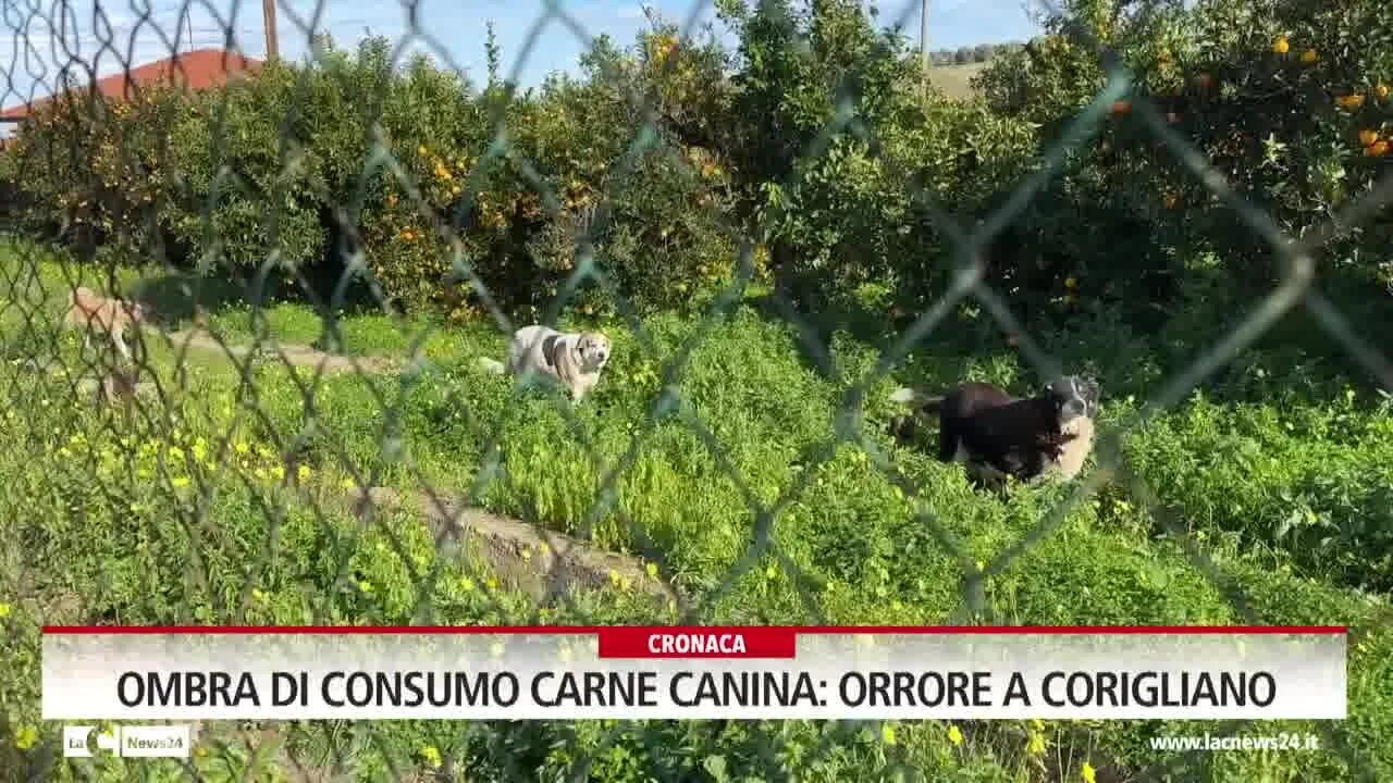 Ombra di consumo di carne canina, orrore a Corigliano