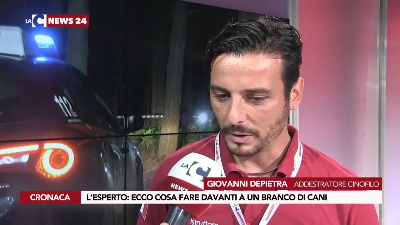 L’esperto ecco cosa fare davanti a un branco di cani