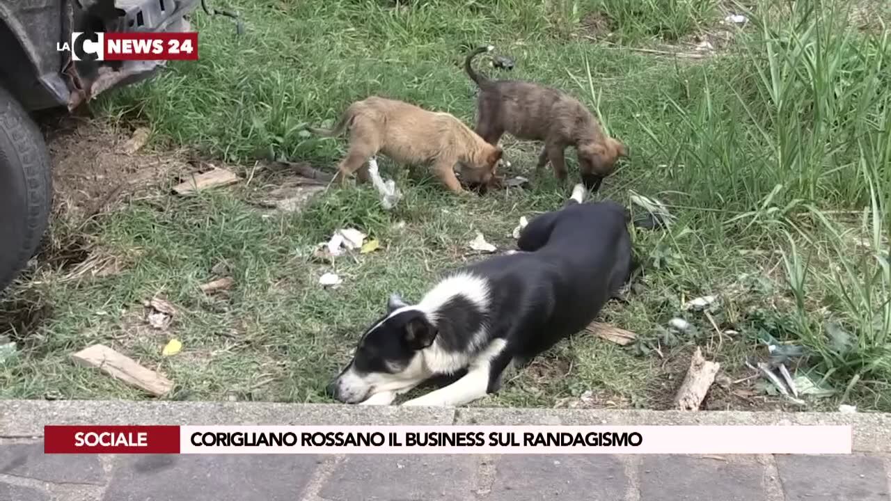 Corigliano Rossano il business sul randagismo