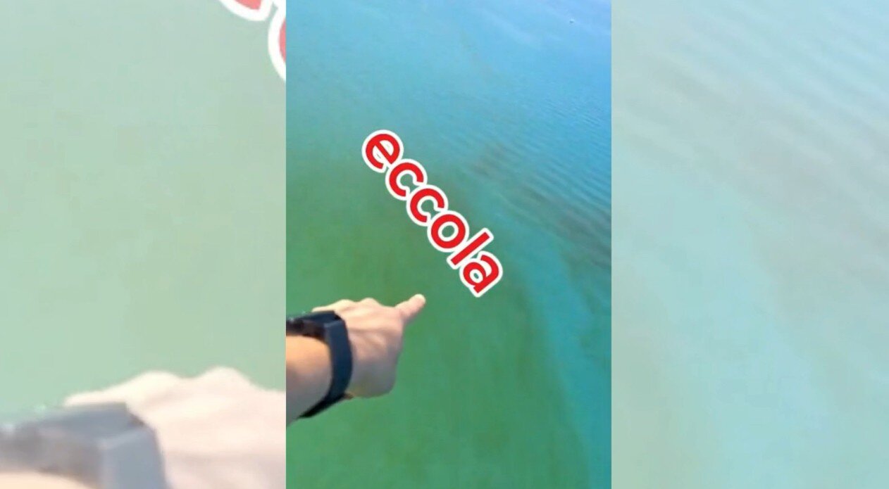 Il mare di Pizzo sporcato da un'estesa macchia verdastra: il VIDEO dall'alto