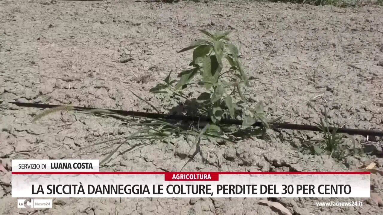 La grande siccità, terre assetate e agricoltori disperati: di notte vicino al contatore in attesa che sgorghi l’acqua