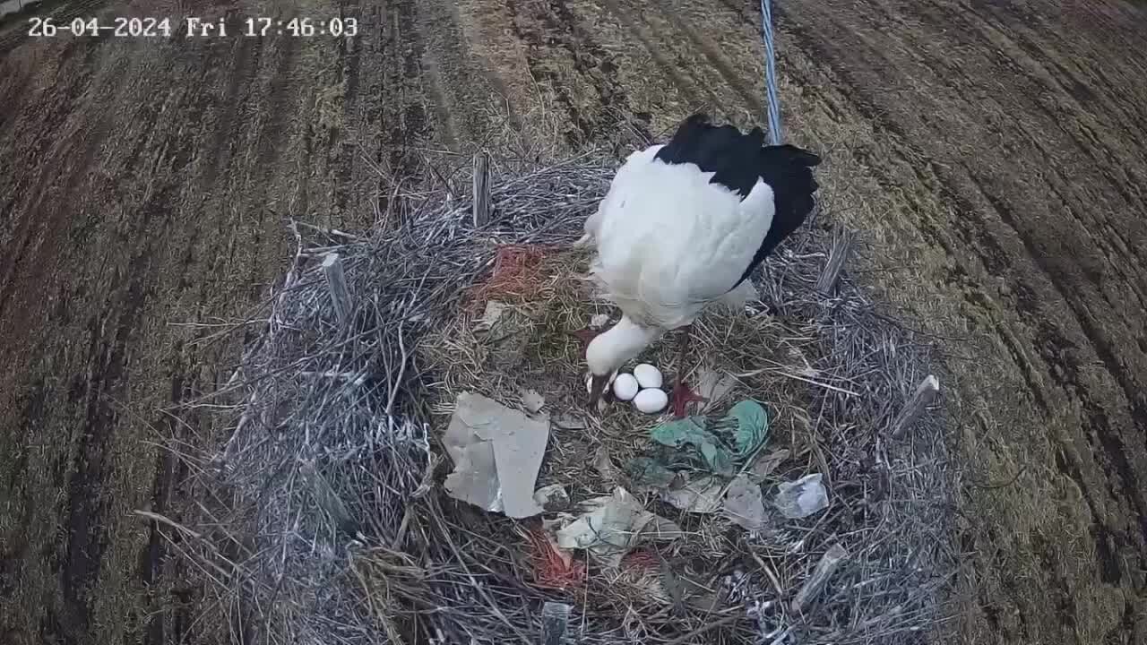 Nascita piccolo di cicogna bianca a Luzzi