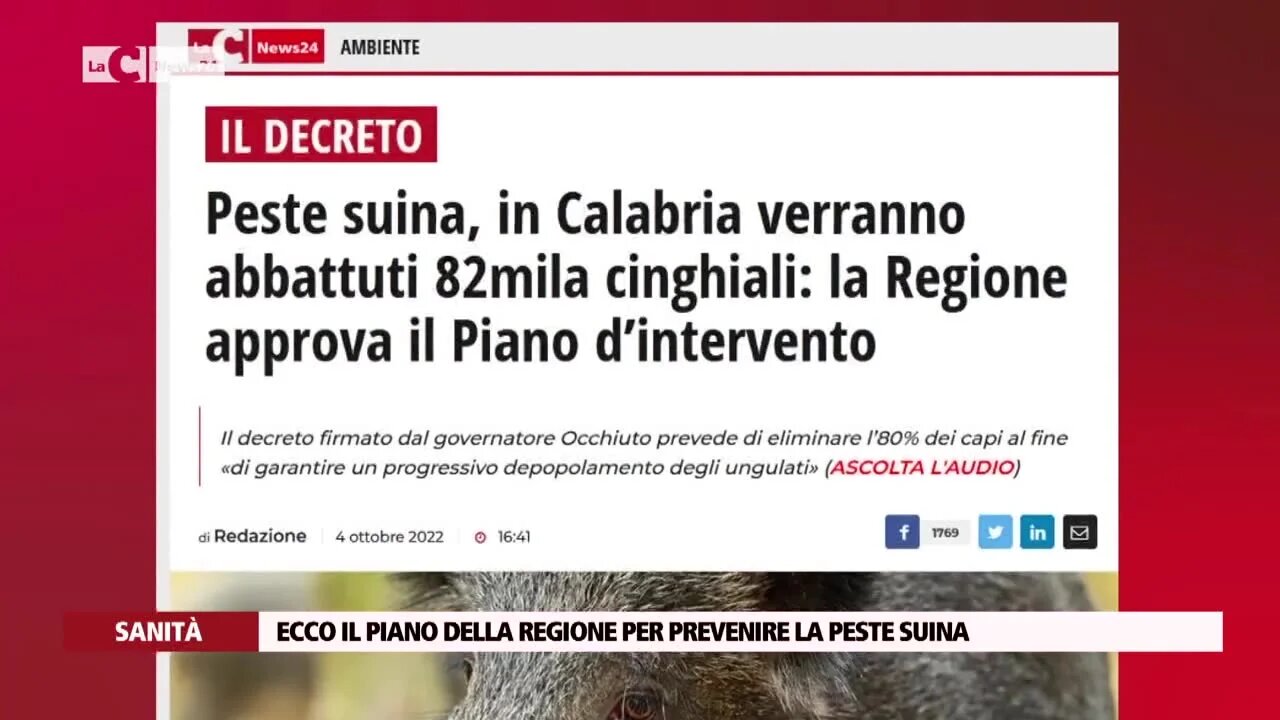 Peste suina, in Calabria verranno abbattuti 82mila cinghiali: la Regione approva il Piano d’intervento