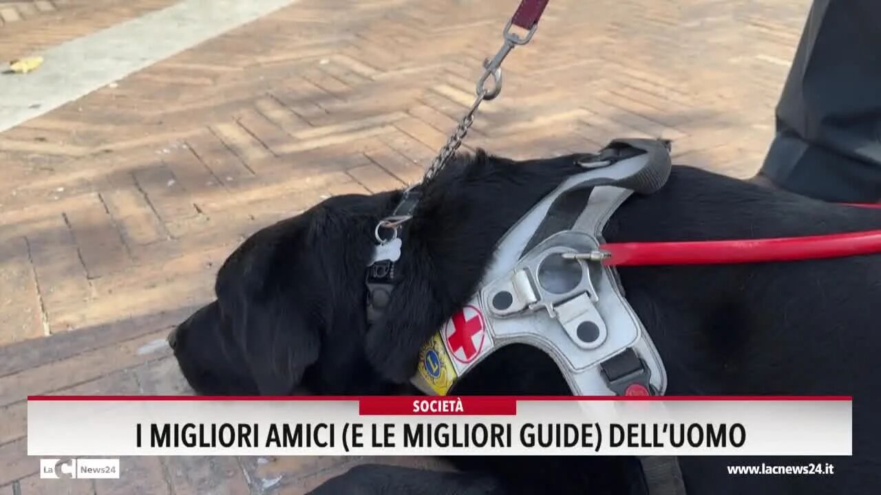 I migliori amici (e le migliori guide) dell'uomo