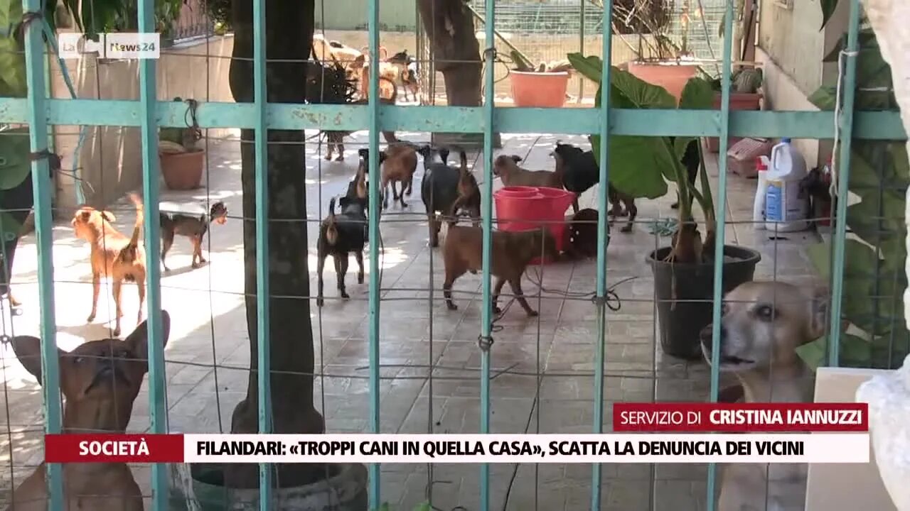 Filandari, «Troppi cani in quella casa», scatta la denuncia dei vicini