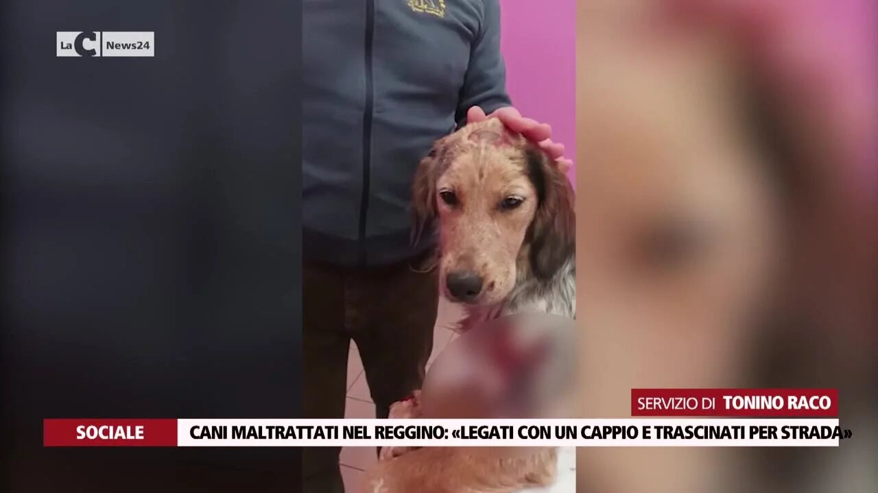 Cani maltrattati nel reggino: «legati con un cappio e trascinati per strada»