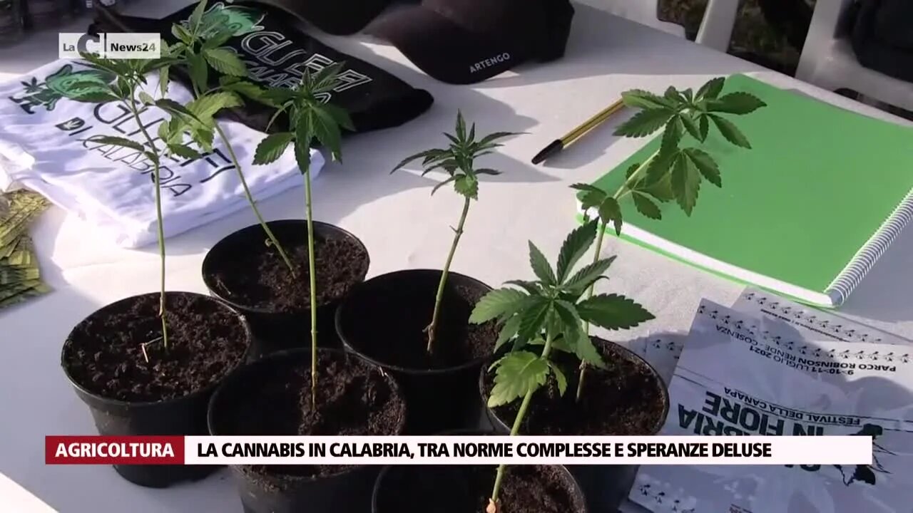 La cannabis in Calabria, tra norme complesse e speranze deluse