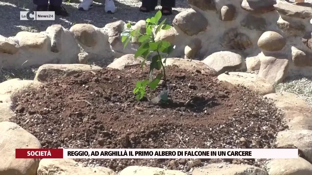 Reggio, ad Arghillà il primo albero di Falcone in un carcere