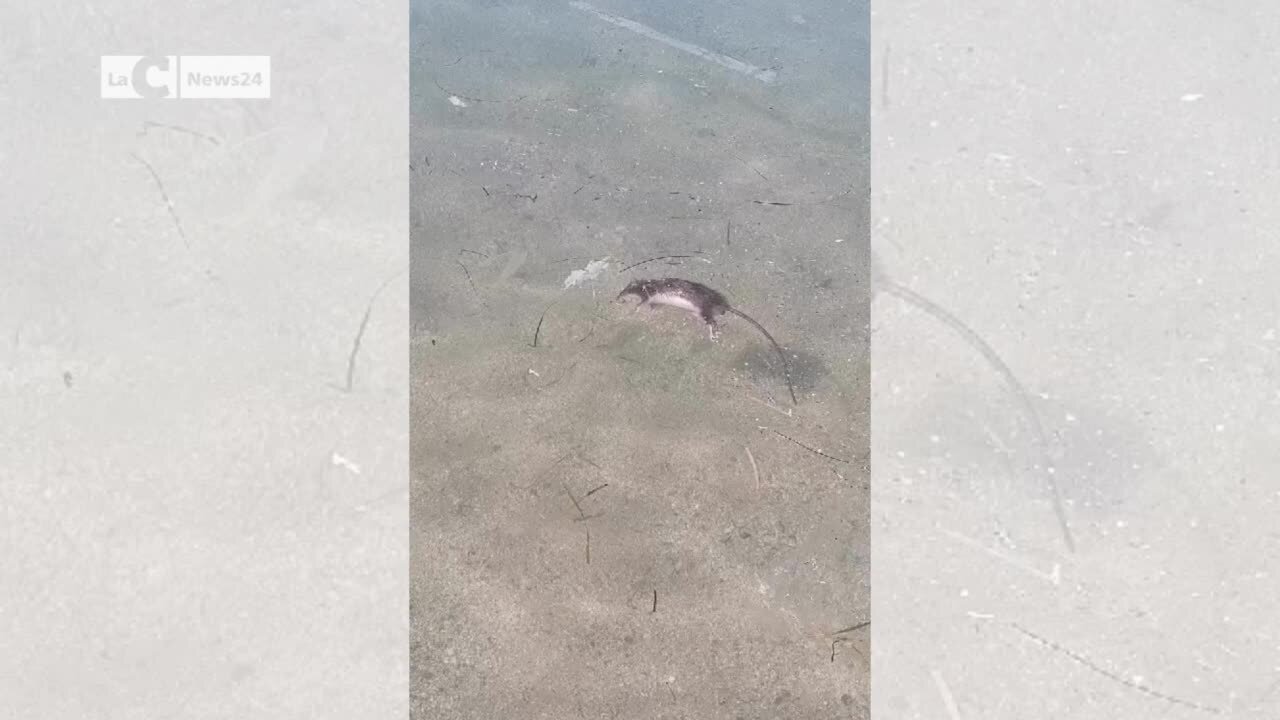 Topo morto in mare a Vibo