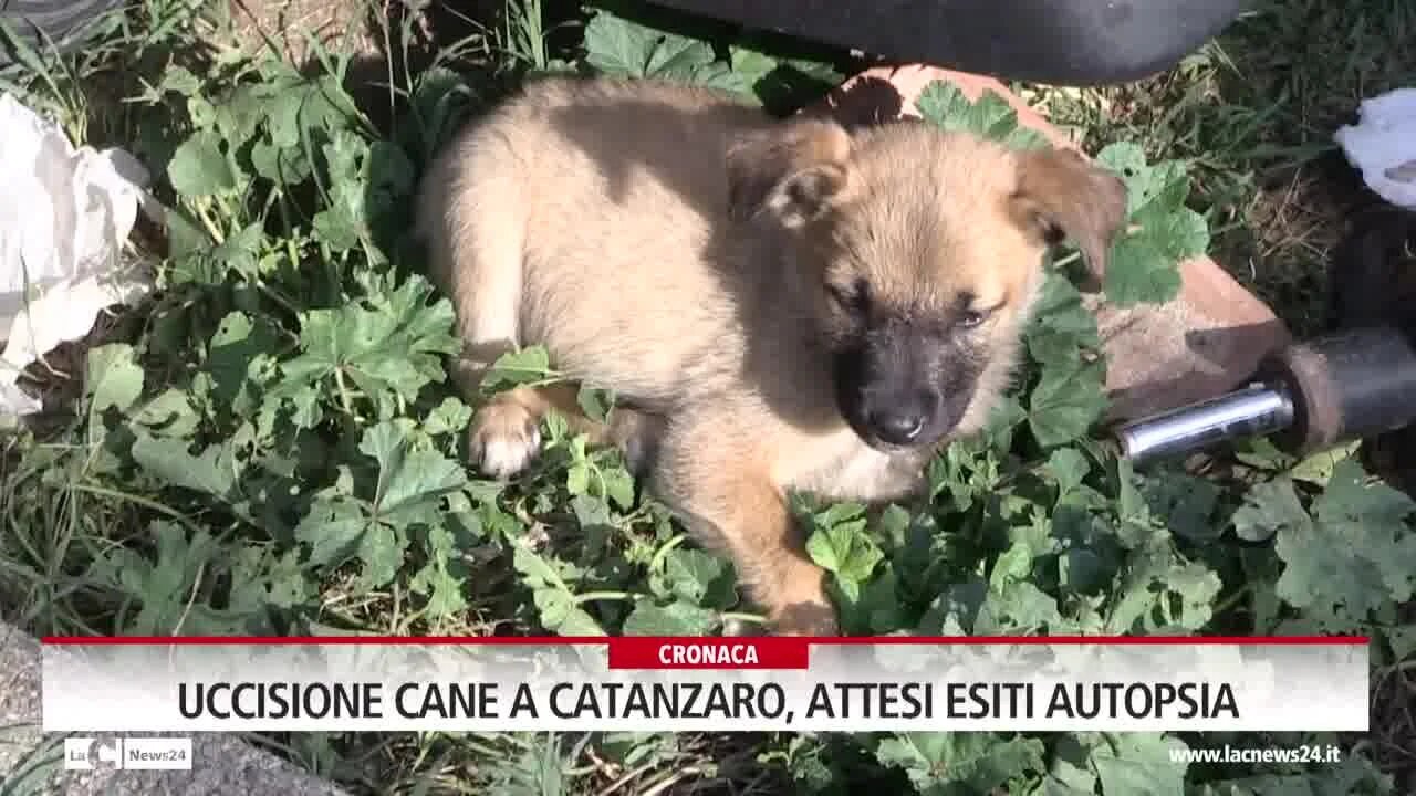 Uccisione cane a Catanzaro, attesi esiti autopsia