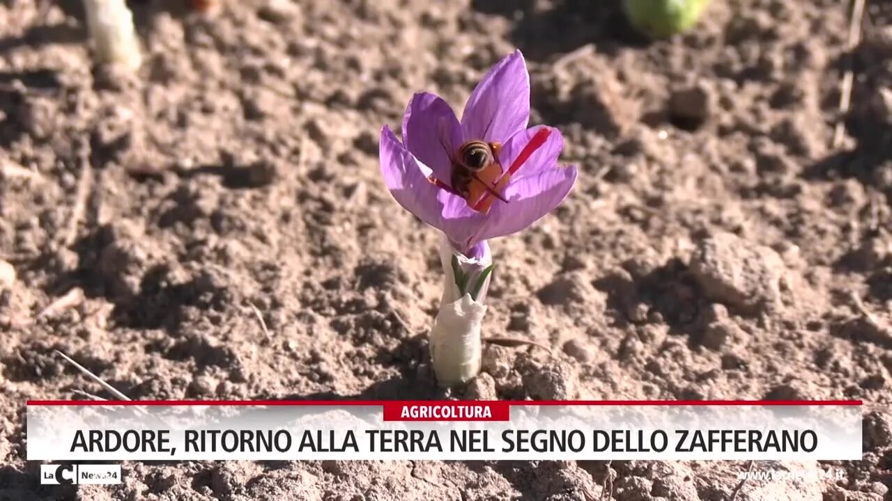 Ardore, ritorno alla terra nel segno dello zafferano