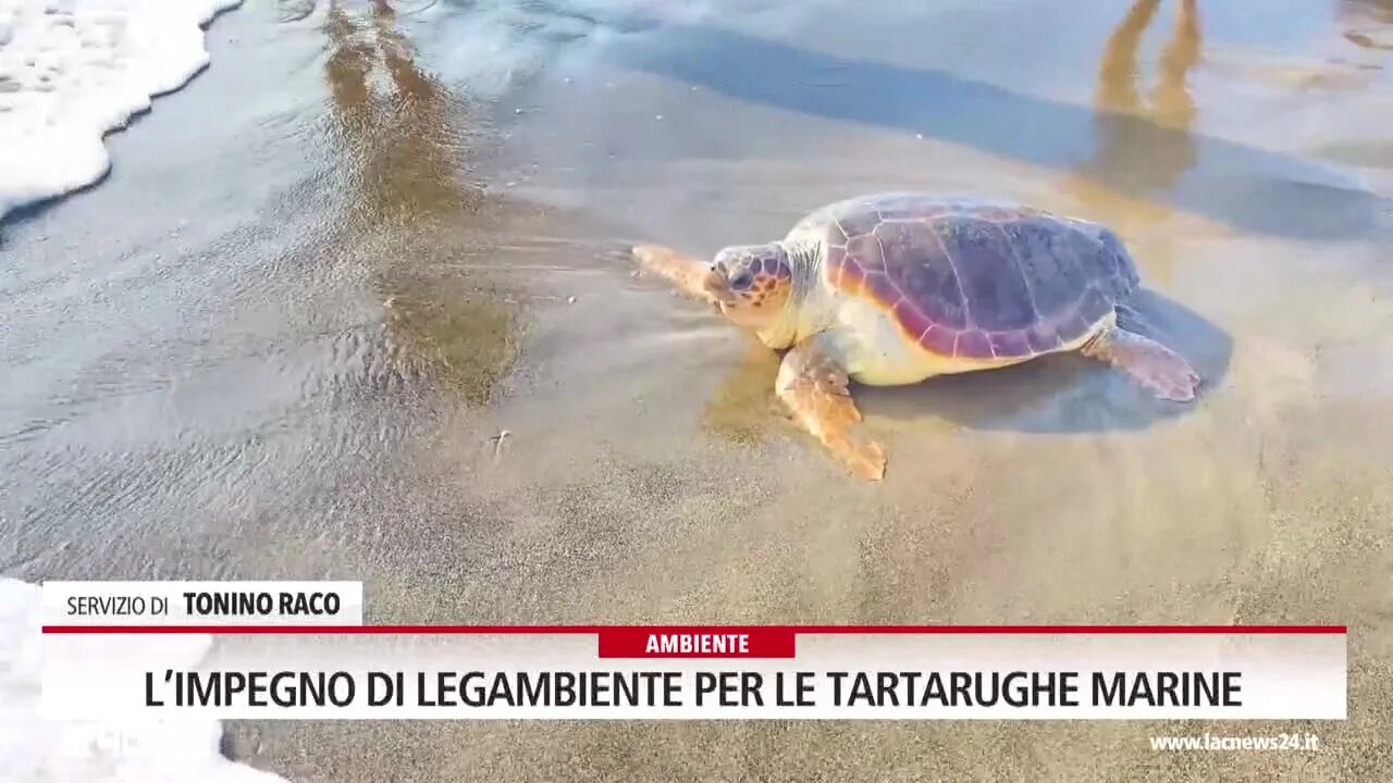 L’impegno di Legambiente per le tartarughe marine