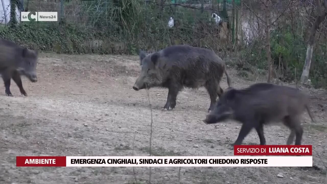 Emergenza cinghiali, sindaci e agricoltori chiedono risposte