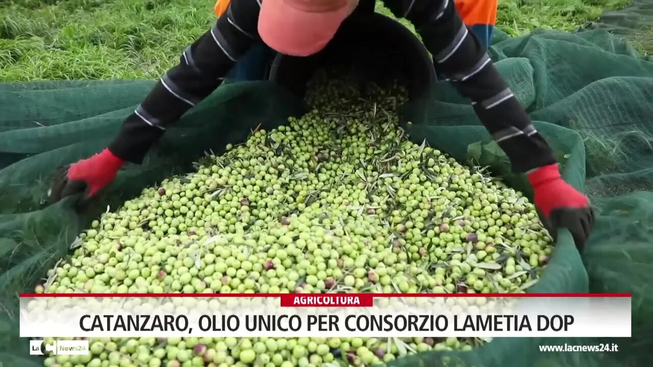 Catanzaro, olio unico per consorzio Lametia DOP