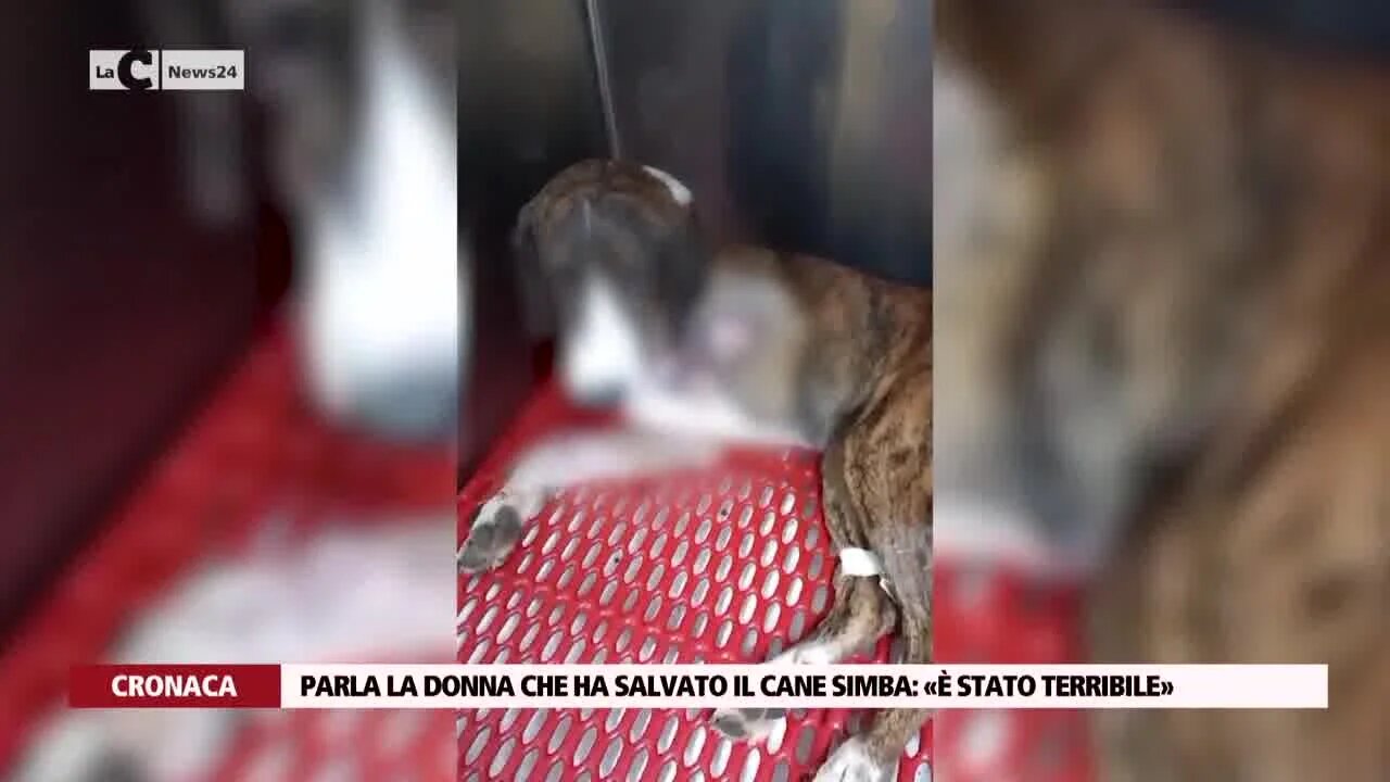 Parla la donna che ha salvato il cane Simba:  «È stato terribile»