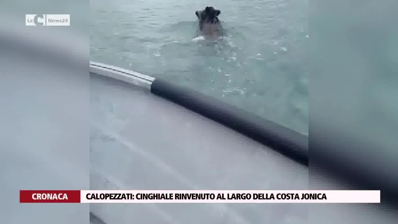 Calopezzati: cinghiale rinvenuto al largo della costa Jonica