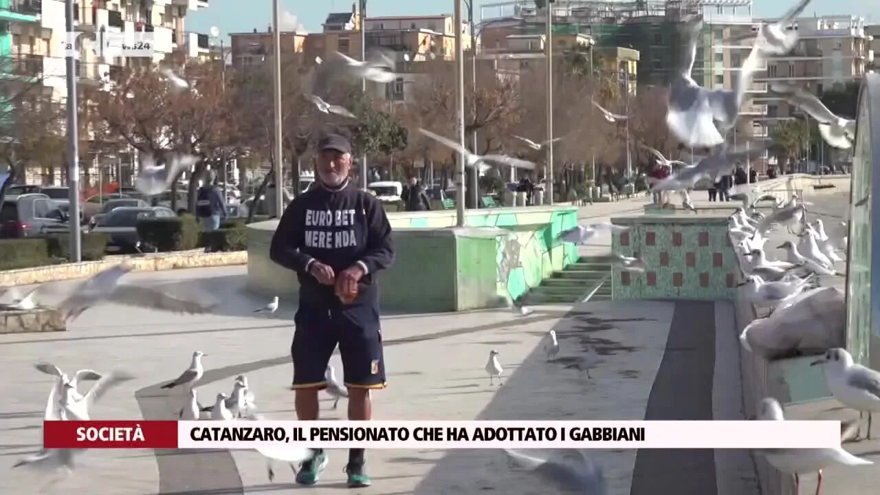 Catanzaro, il pensionato che ha adottato i gabbiani