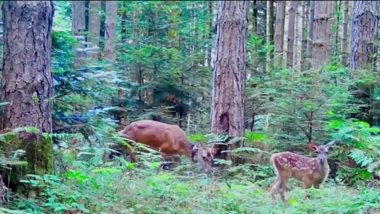 Il cervo italico torna a popolare il Parco delle Serre: ecco i primi esemplari nati nel 2025 - VIDEO