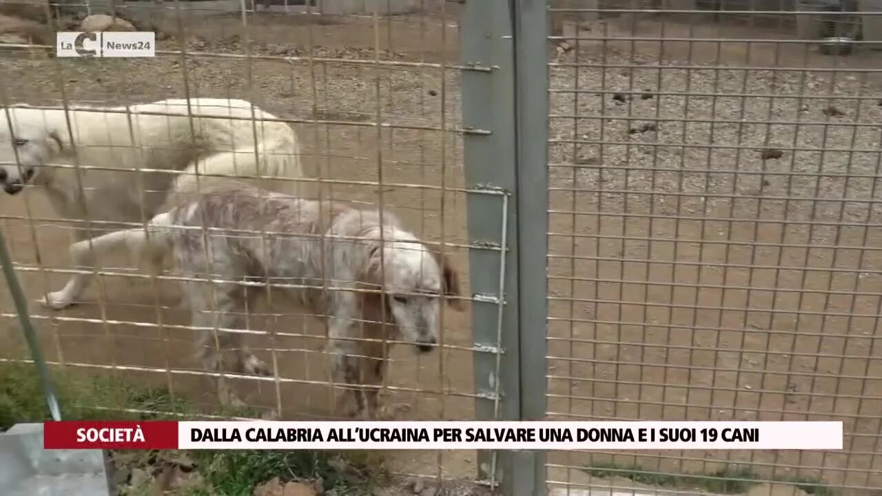 Dalla Calabria all’Ucraina per salvare una donna e i suoi 19 cani