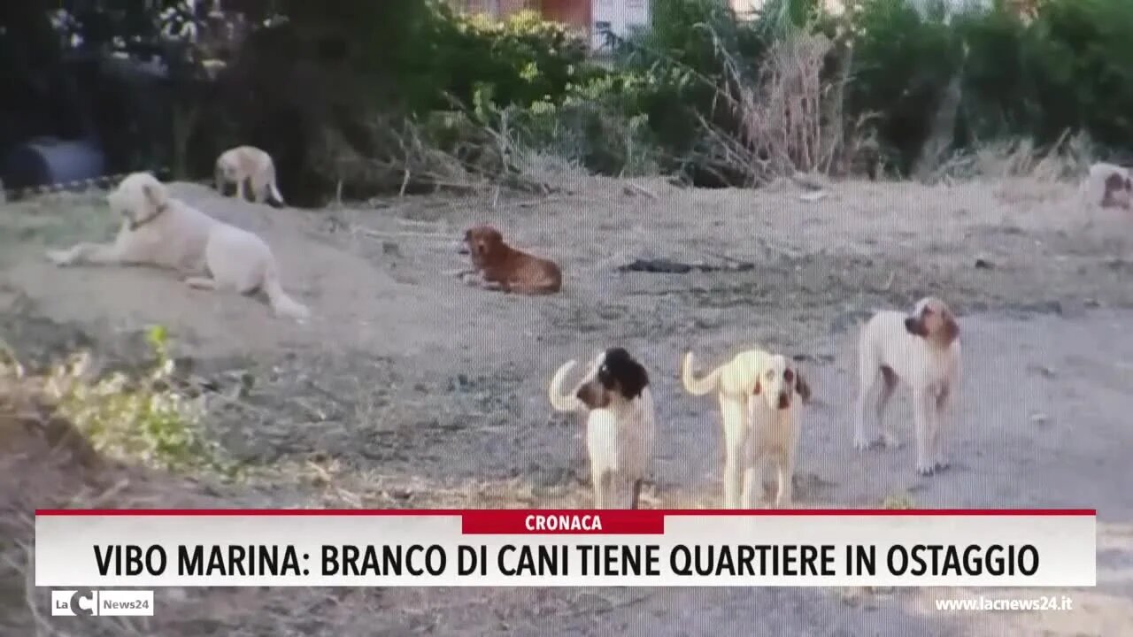 Vibo Marina, branco di cani randagi tiene un intero quartiere in ostaggio: «Situazione insostenibile» - VIDEO