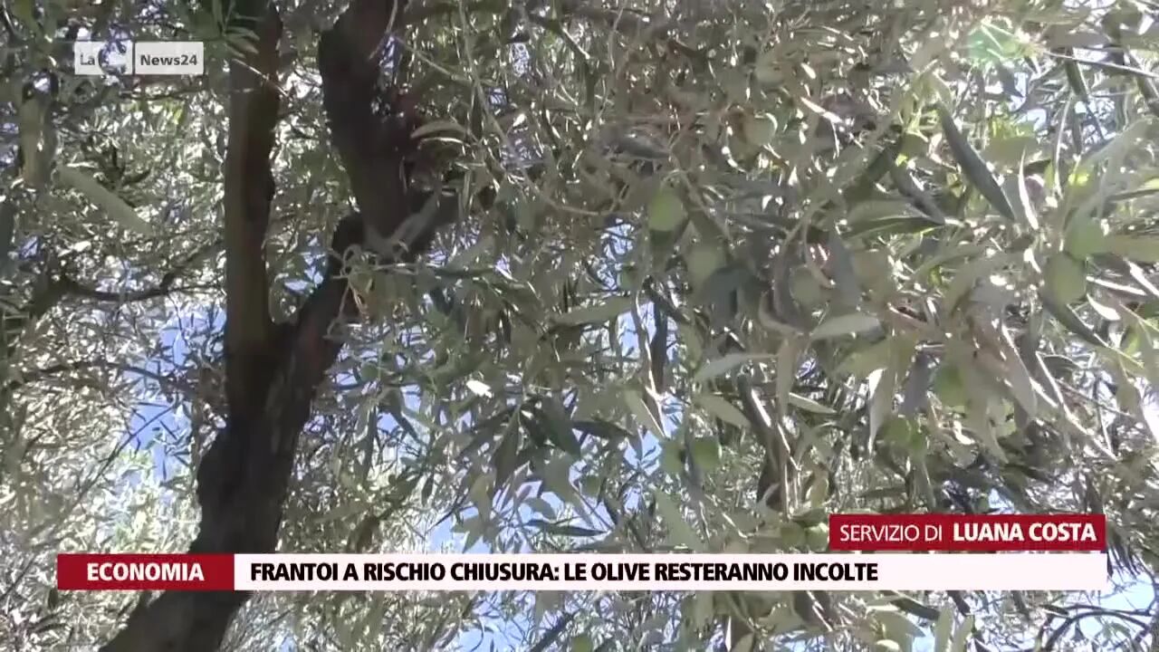 Frantoi a rischio chiusura: le olive resteranno incolte