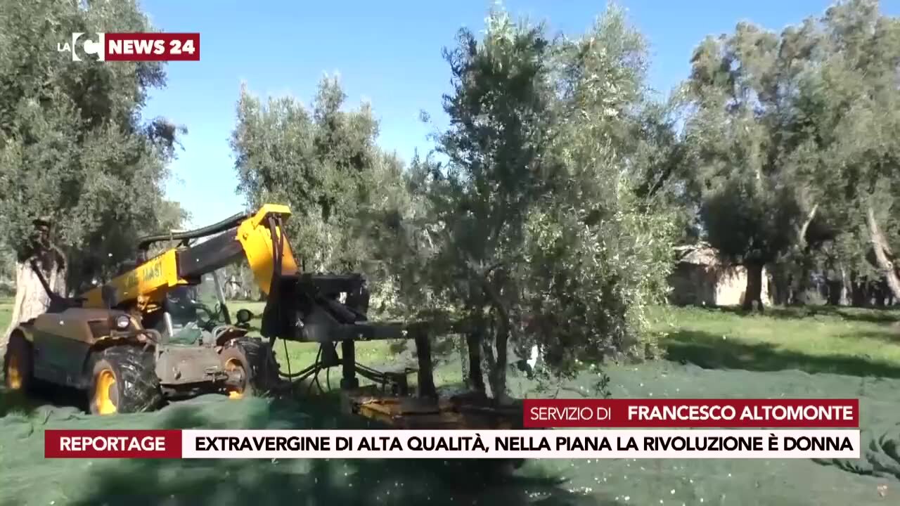 Le signore dell’olio extravergine della Piana di Gioia Tauro: la rivoluzione dell’olivicoltura è donna