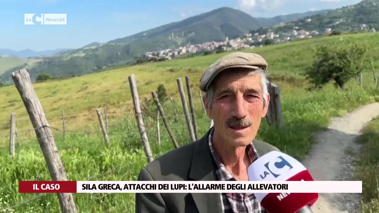 Sila greca, attacchi dei lupi: l’allarme degli allevatori