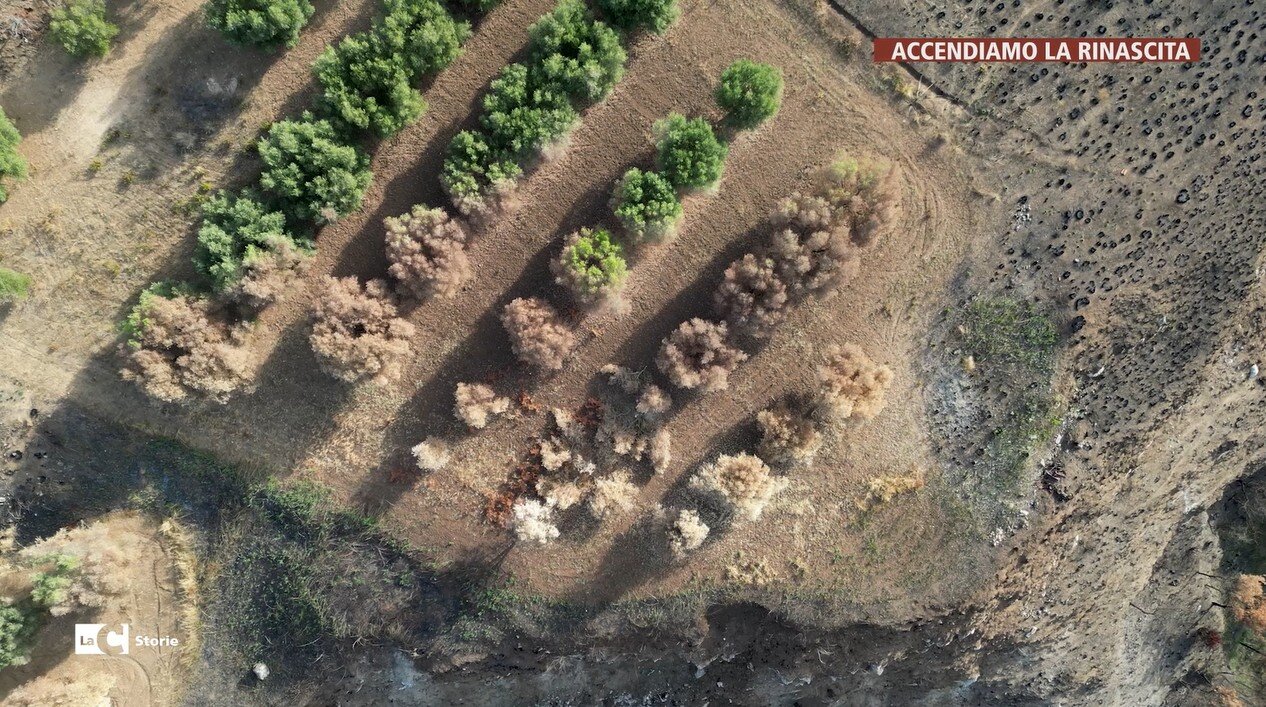 Caria, il Percorso di Ulisse distrutto dalle fiamme ma la comunità non si arrende: il racconto a LaC Storie - VIDEO