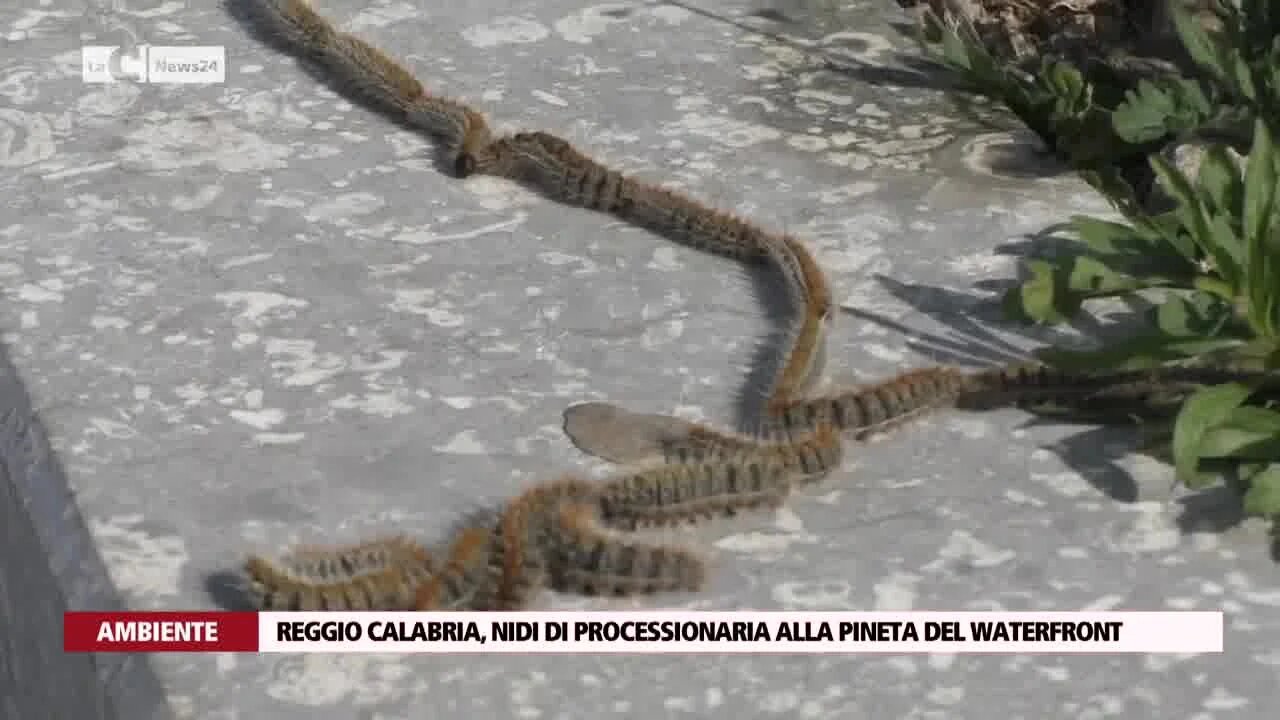 Reggio, nidi di processionaria alla pineta Zerbi. L’esperto: «Rischi per animali e bambini, s’intervenga»