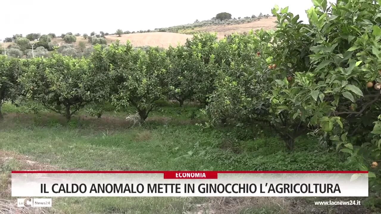 Il caldo anomalo mette in ginocchio l’agricoltura