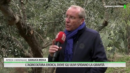 Rubrica Economia e Territorio - L'agricoltura eroica, dove gli ulivi sfidano la gravità