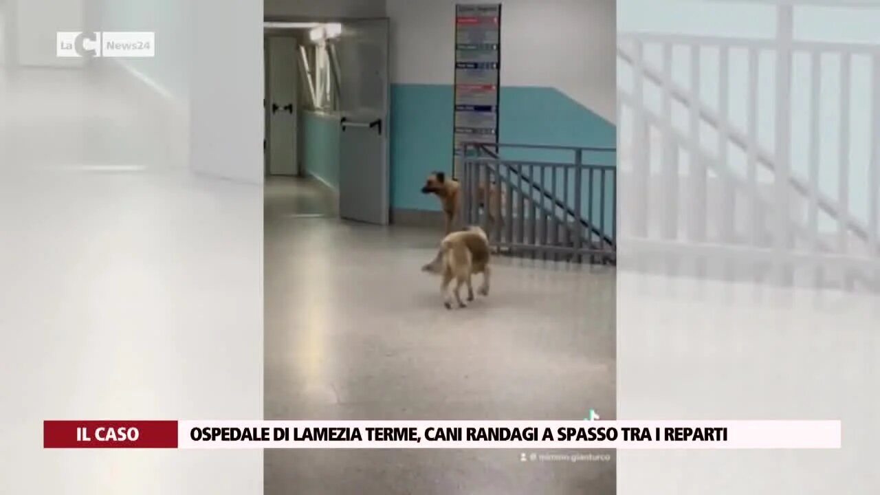 Ospedale di Lamezia Terme, cani randagi a spasso tra i reparti