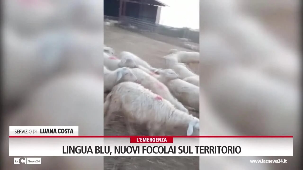 Lingua blu, nuovi focolai sul territorio