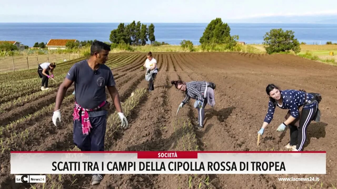 Rossa come il sangue che scorre nelle vene di un territorio: un libro racconta volti e vite di chi coltiva la cipolla di Tropea - VIDEO