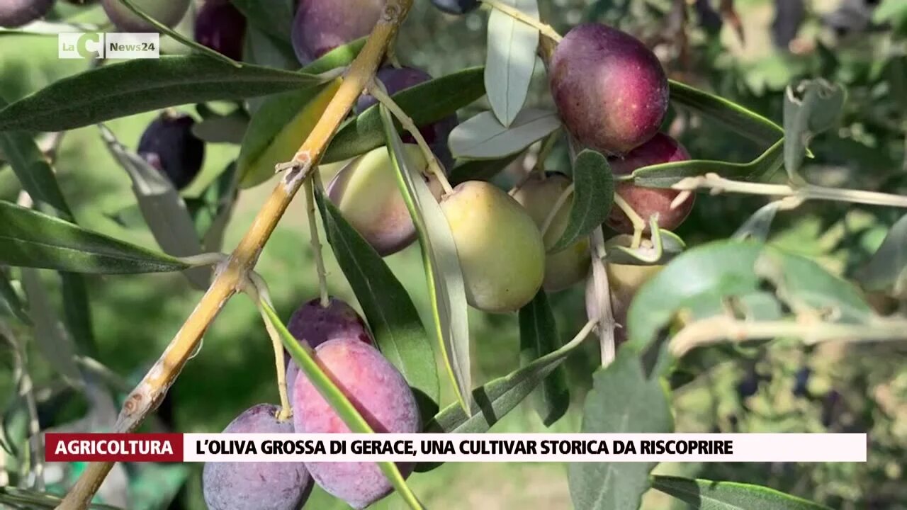 L’oliva grossa di Gerace, una cultivar storica da riscoprire