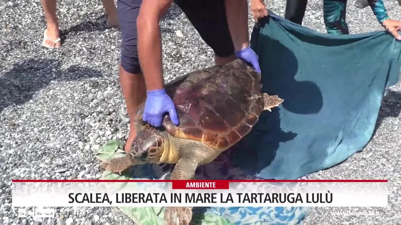 Scalea, liberata in mare la tartaruga Lulù