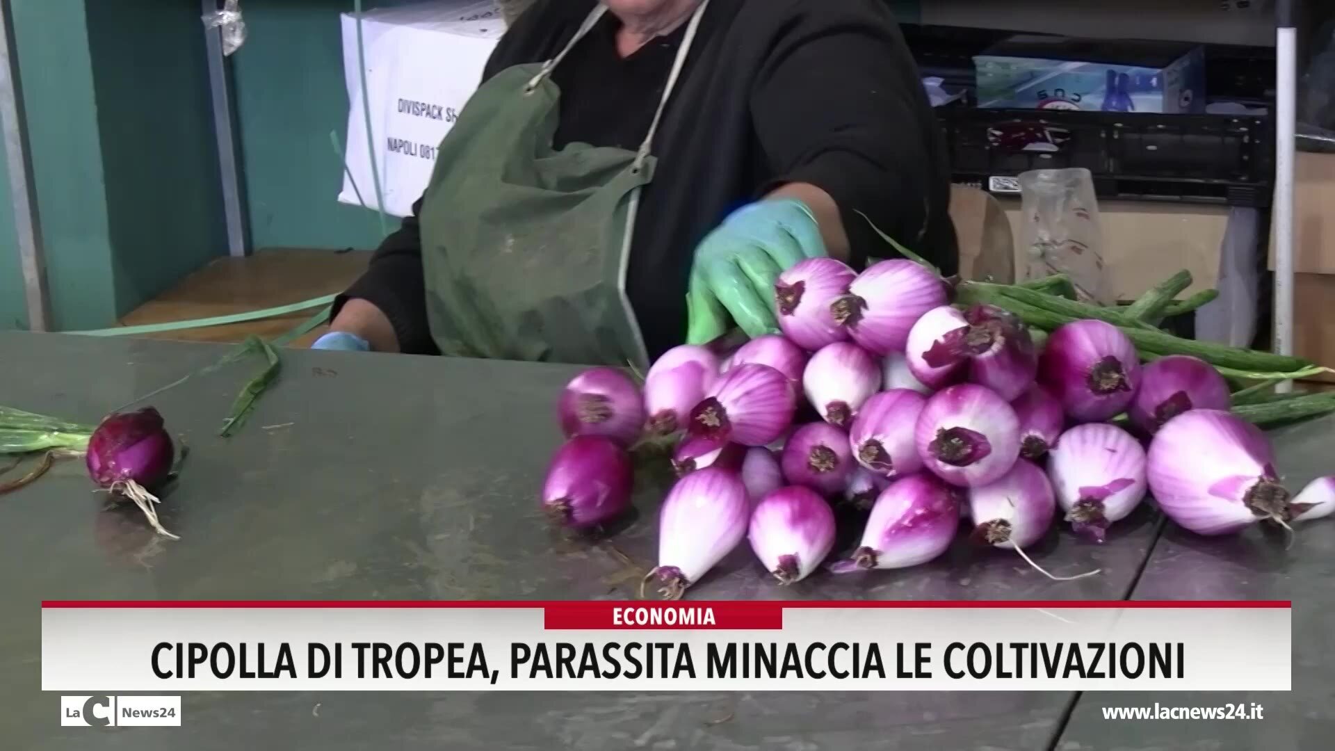 La Rossa di Tropea sotto attacco di un parassita, l'allarme dei coltivatori di cipolla: «È devastante, ha già bruciato decine di ettari» - VIDEO