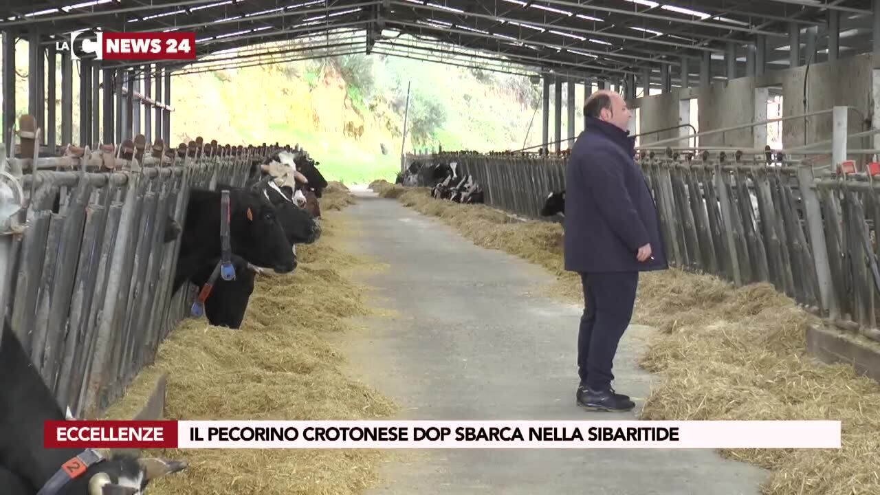 Il pecorino crotonese Dop sbarca nella sibaritide