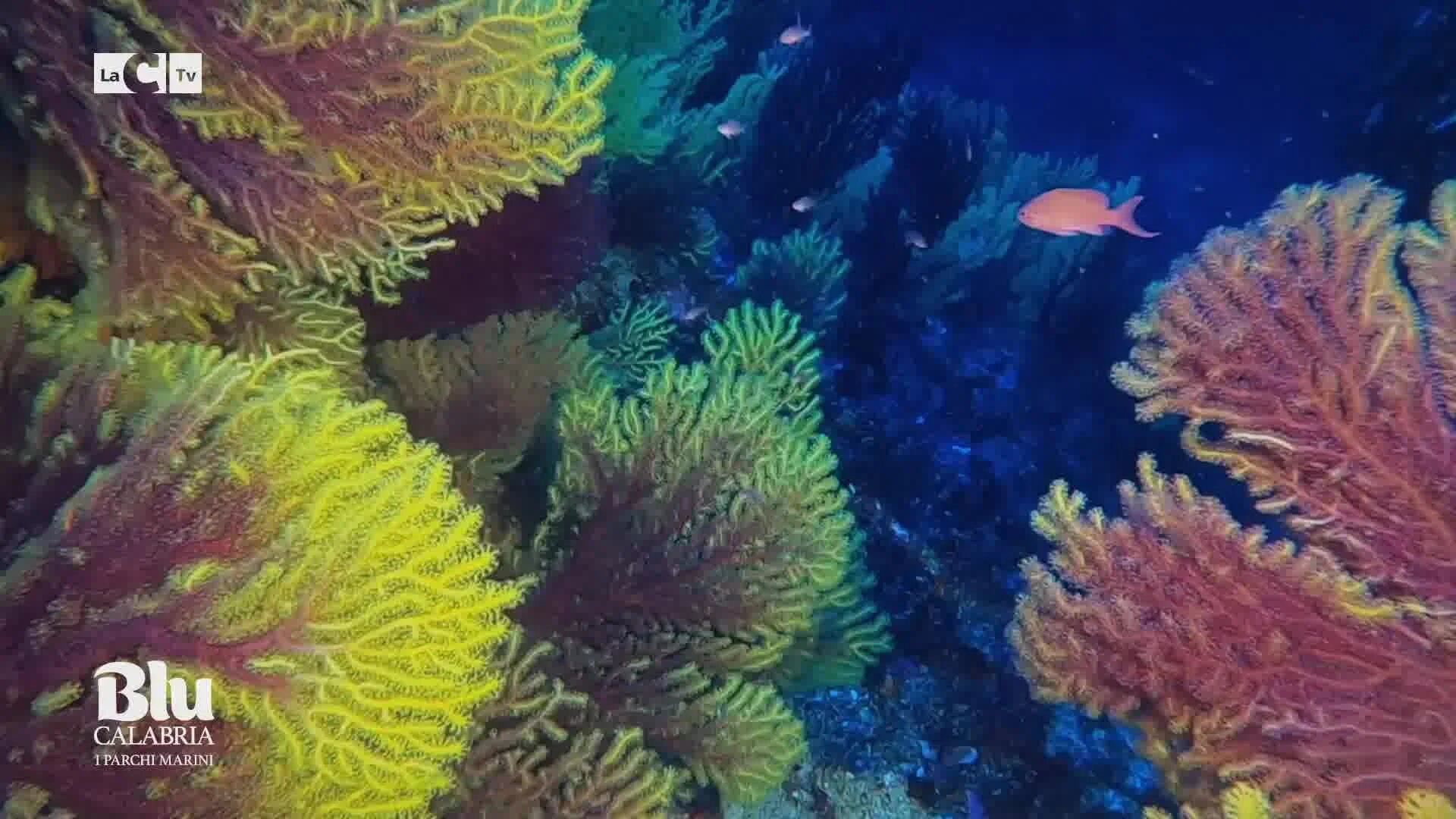 Il viaggio di Blu Calabria tra i fondali spettacolari di Scilla: dal 6 maggio in onda la trasmissione targata LaC